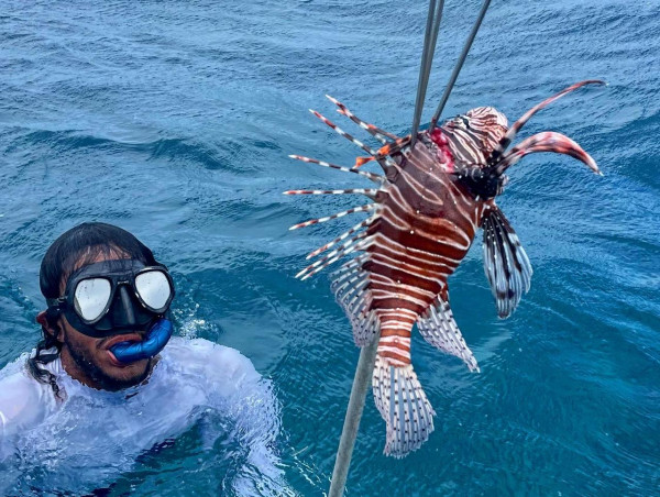 Tour Pesca de Pez Leon