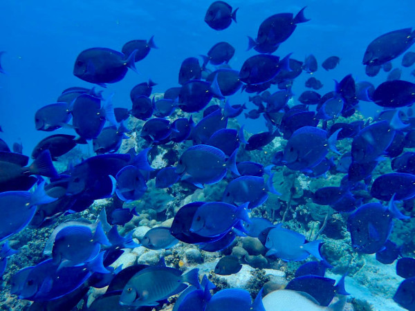 Tour snorkeling en Providencia